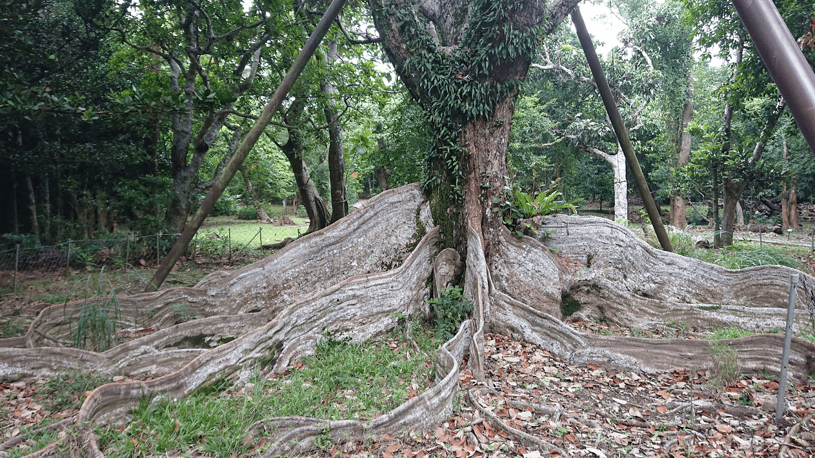 圖片來源:維基百科