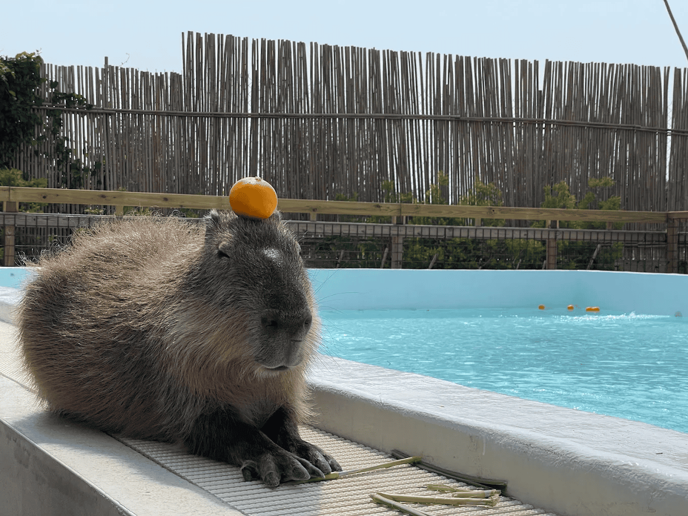 圖片來源:Paradise of Capybara